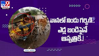 జోరు వానలో నిండు గర్భిణి.. ఎడ్ల బండి పైన ఆస్పత్రికి.! - TV9