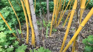 Phyllostachys vivax growth rate