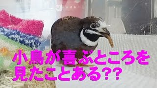 [MameMaro]小鳥が喜ぶとこ見たことある？ひめうずら豆大福 A King Quail Cute Pet Have you seen a figure that bird rejoice?