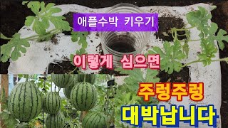 옥상 애플수박 이렇게 심으면 주렁주렁/애플수박  키우기/애플수박 모종심기/애플수박재배/애플수박 포대재배 화분재배/