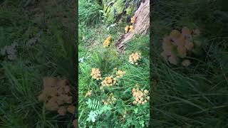 mushrooms by Svartan river (Orebro)