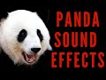 WHAT NOISE DOES A PANDA MAKE - Panda Sound Effects