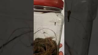 invasive crane fly gets YOINKED