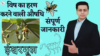 ईश्वर मूल का पौधा | ishwar mul | indian birthwort plant | aristolochia indica #fitworldhealthcare