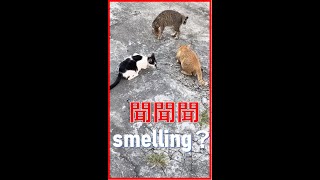 一群貓聞呀聞？Cats say what smell？【喵有事】 #straycats #cat #流浪貓 #貓咪