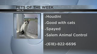 Kitty featured as a Pet of the Week