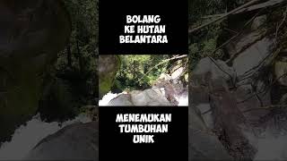 BOLANG KE HUTAN BELANTARA@marioplant