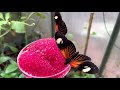 Heliconius erato - Small Postman Butterfly - Feeding - Tropical Butterflies UK