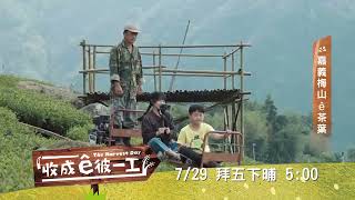 《收成ê彼一工》EP11 ｜嘉義梅山ê茶葉 預告