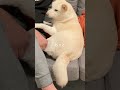 イチャチャチャチャ 芝犬 白柴 dog