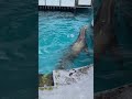 南知多ビーチランド カリフォルニアアシカのハヤトくん california sea lion