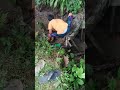 PERANGKAP IKAN/NAWU  PASANG BUBU diSUNGAI KECIL #anakpetualang  #shorts #viral #shorts