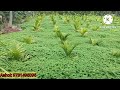 ಡಯಾಂಚ ಹಸಿರೆಲೆ ಗೊಬ್ಬರ ಹೆಚ್ಚು ಸಾರಜನಕ dayancha green manure high nitrogen ramanagara 2022