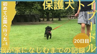 保護犬ノイちゃんを迎えて20日目　初めて公園へ！｜保護犬を飼う｜トイプードル｜心を開くか！？｜鳴き声｜元繁殖犬｜トイレのしつけに苦戦中