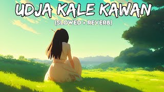 Udja kale kawan (slowed + reverb) 💚 #lofi #lofimusic