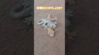 ニホンヤモリとおもちゃやもり