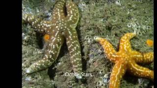 2018-07-10 Bridges Road Beach Access Dive, Pender Island BC