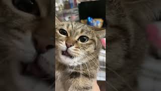 キスのされすぎでいい加減うざくなってきた猫