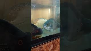 今日のオスカー水槽#shortvideo #aquariumfish #oscar #aquarium