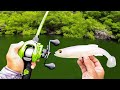 Fishing a BIG Swimbait for Pond MONSTERS!