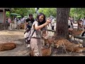 外国人観光客に大人気の可愛いバンビちゃん🩷センベイよりミルク🍼🦌奈良公園nara park