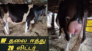 #பனசைcowsales#cow for sale#தரமான#HF தலை ஈத்து பசு@பனசை கால்நடை#madusales#hf#jersey_cow