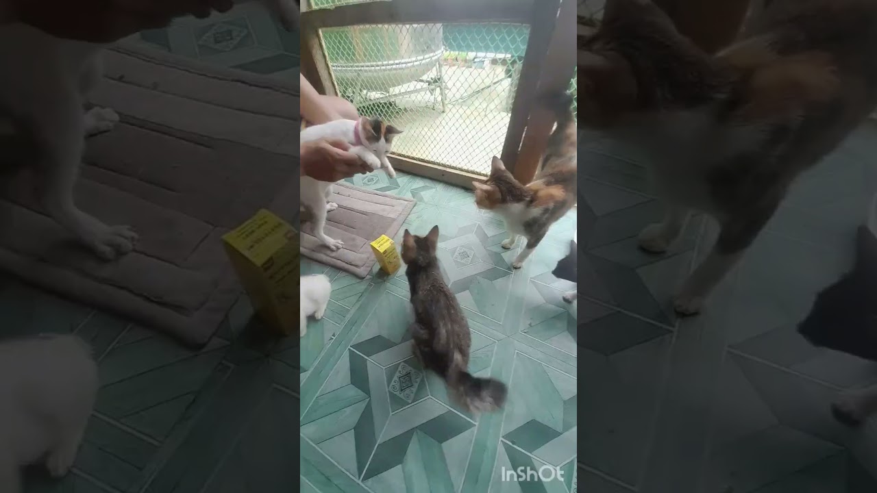 How To Care Cats Housepetscare