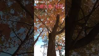 【香港風景】元朗大棠 - 紅葉