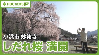 【妙祐寺】しだれ桜\