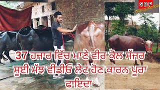 23 September 2022 PH 84274-07053 👈37 ਹਜਾਰ ਵਿੱਚ ਸੱਜਰ ਸੂਈ ਮੱਝ #best #buffelo #sale #murrah #nilliravi