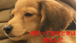 機嫌の悪いカニヘンダックスフンド。でも、怒っていてもとても可愛い。～the puppy is in bad mood.But he is so cute.～