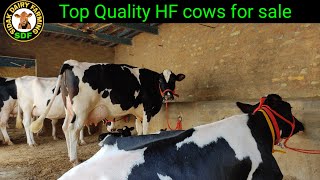 HF Cows for sale, ਅਮਰੀਕਨ ਨਸਲ ਦੀਆਂ ਗਾਵਾਂ ਵਿਕਾਊ ਪਿੰਡ ਸੈਦੋਕੇ