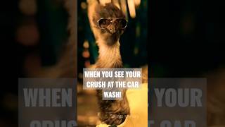 Limu Emu in love at the car wash #shorts #funnyshorts #animals #youtubeshorts #birds #carwash