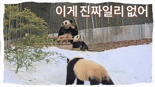 [바오패밀리 함께바오] Ep.67 #루이바오 가  꽈당했는데 아무도 날 봐주지 않아 | Panda World