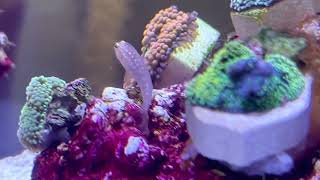 The dwarf gobies venture out