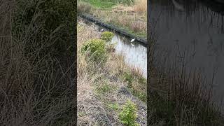 シラサギとアオサギ　White egret and gray heron