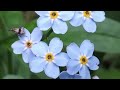 Forget me Not Flowers Watercolor Tutorial Step by Step