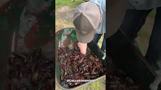 Boiling crawfish visiting family in Louisiana #chiassonsmoke #diyprojects #welding #fabricationshop