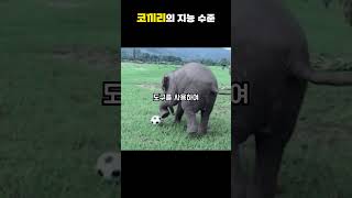 이게 코끼리의 그림실력이라고...? ㅎㄷㄷ