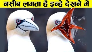 इन जानवरो को नहीं देखा तो अपने कुछ नहीं देखा | 5 mythical creatures that exist | Real life,dengrous