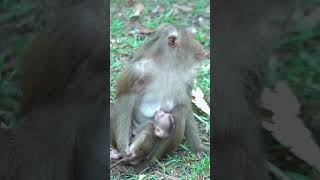 Great video of  the day 💓 Thank photographer 🙏🙏 #nature  #UnitedStates #animals #monkeys