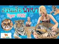 Tiger PARK Pattaya สวนเสือ พัทยา, Smallest Tiger , Big Tiger 🐯