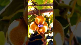 Beautiful kiwi fruit #nature #fruit #kiwi #plant #youtube #shorts #trending