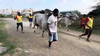 Beerambulls (Virat & Dharma)practice