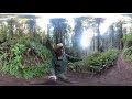 redwoods in 360 why are old growth redwood forests special