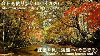 今日も釣り歩く(10/18 2020)  紅葉を見に渓流へ！（そこで？）(Mountain stream fishing 18 Oct. 2020)