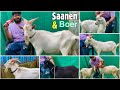 JK Line Saanen Goats, Black Saanen & Boer Kids at Almeen Exotic, Antop Hill, Mumbai