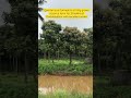 farmplots for sale.bangalore 5.25 gunta plots for 20 lakhs at doddaballpur farmhouse farmland