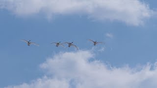 オオハクチョウ親子が雪上着陸へ Whooper swans lands on snow.