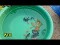 serampore pet market goldfish serampore fish pet market goldfish serampore pet market goldfish